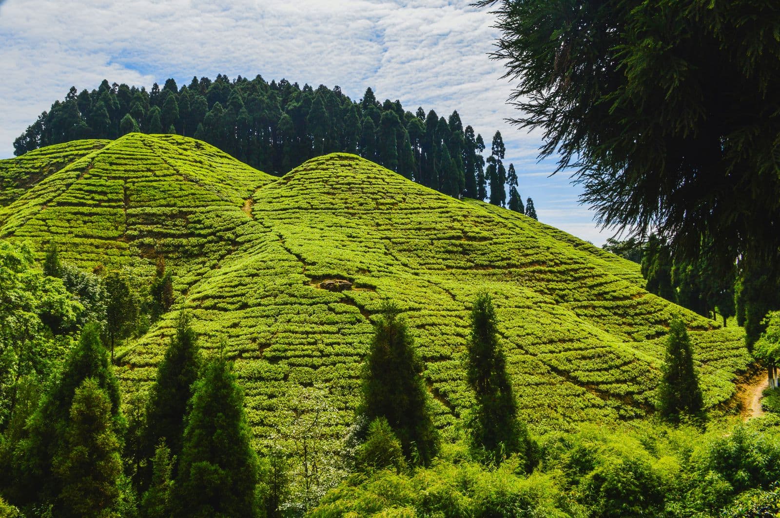 Darjeeling — gallery 2