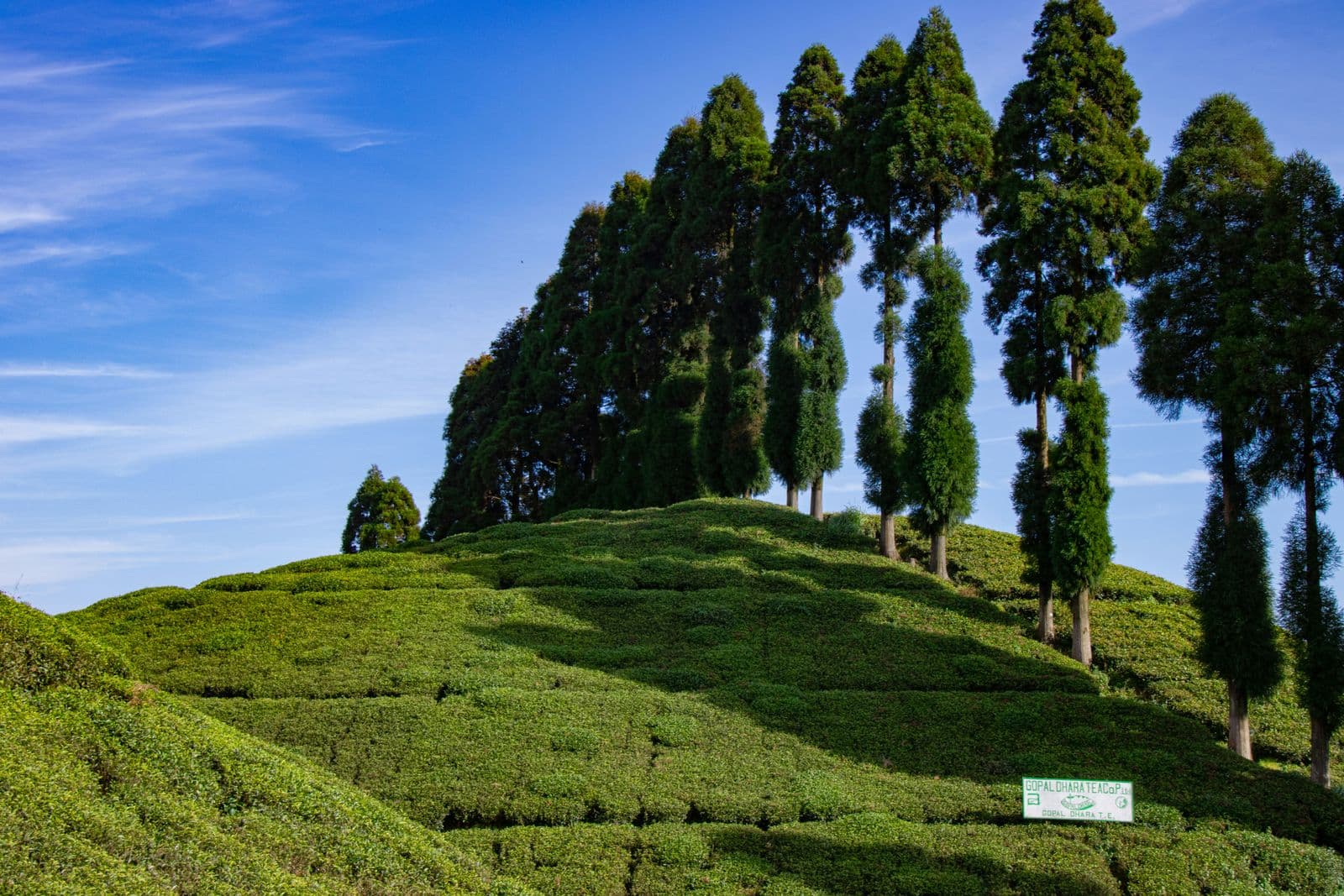 Darjeeling — gallery 5