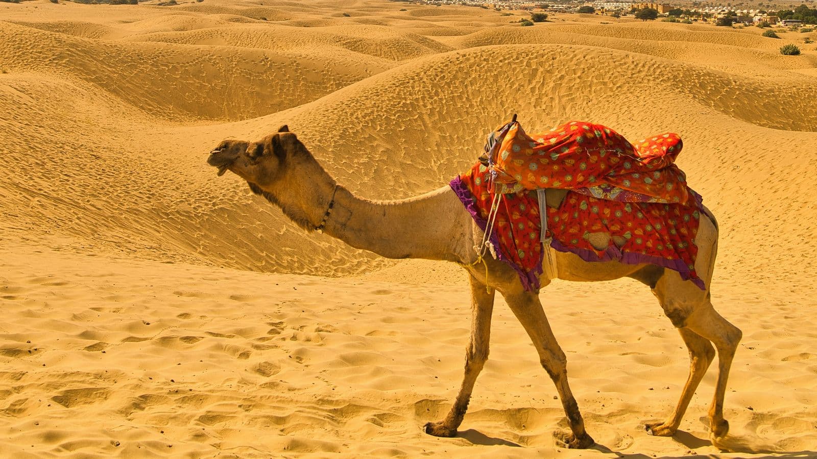 Rajasthan — gallery 5