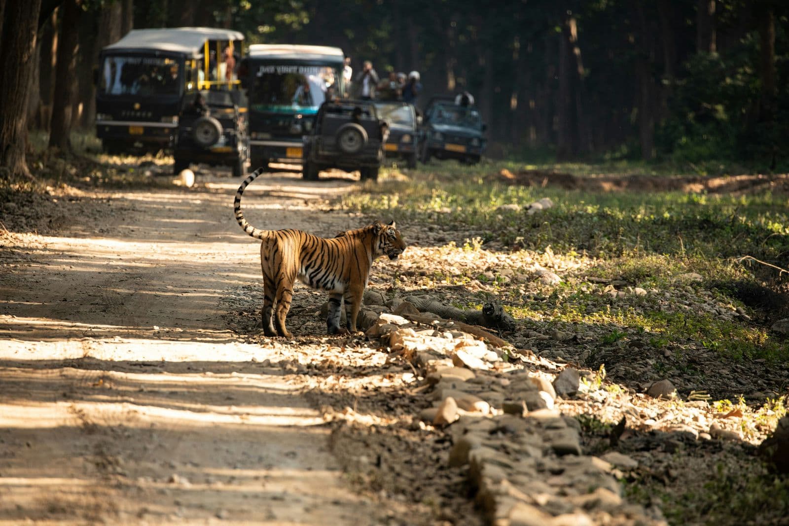 Jim Corbett forest and wildlife