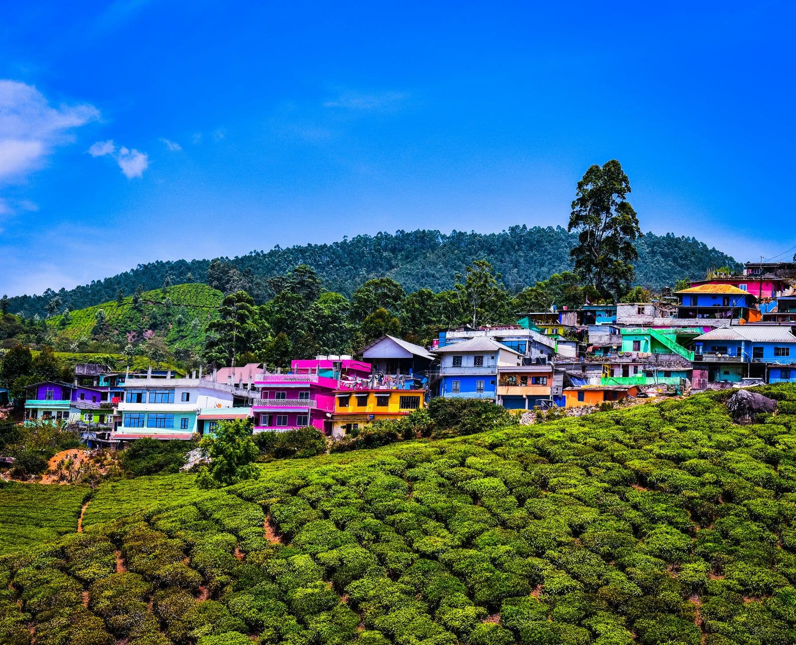 Munnar tea estates and hills